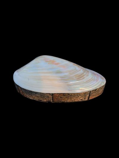 Coquillage