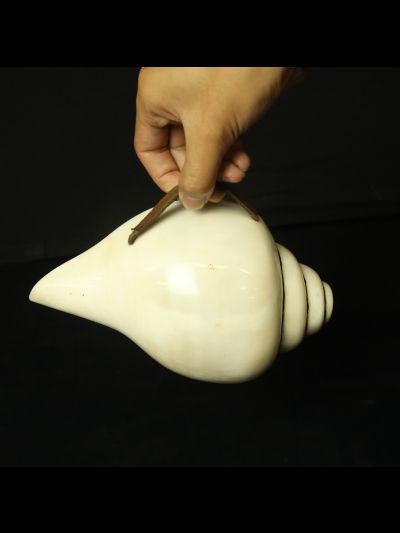 Conque Blanche Tibétaine