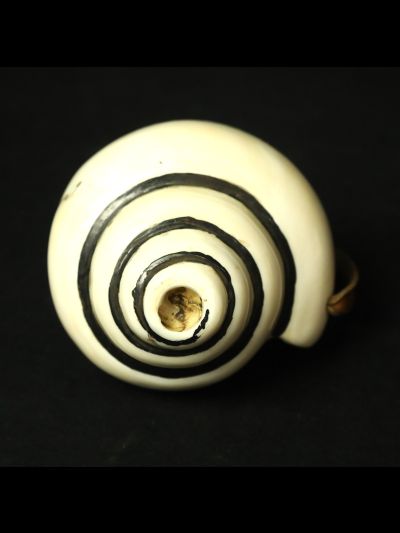 Conque Blanche Tibétaine