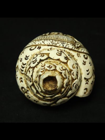 Conque Lion des Neiges