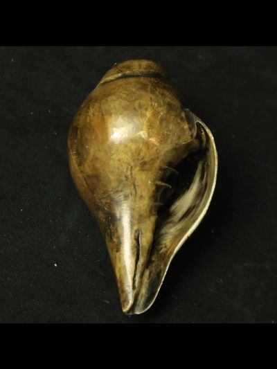 Conque Tibétaine Nœud sans fin