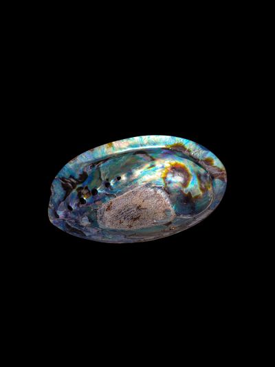 Coquillage