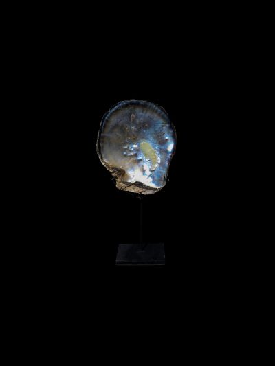 Coquillage