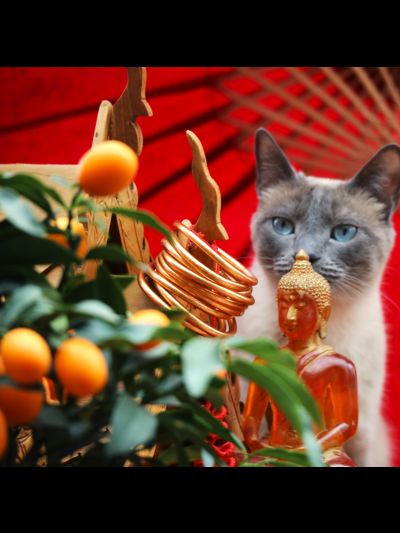 Mon kumlai Orange de Siam