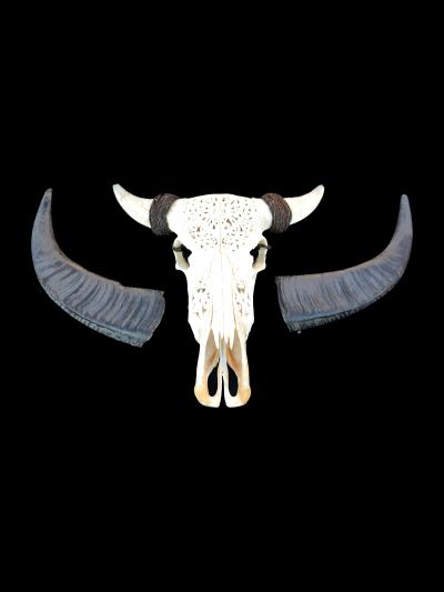 Tête de Buffle