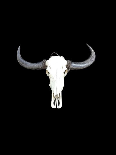 Tête de Buffle