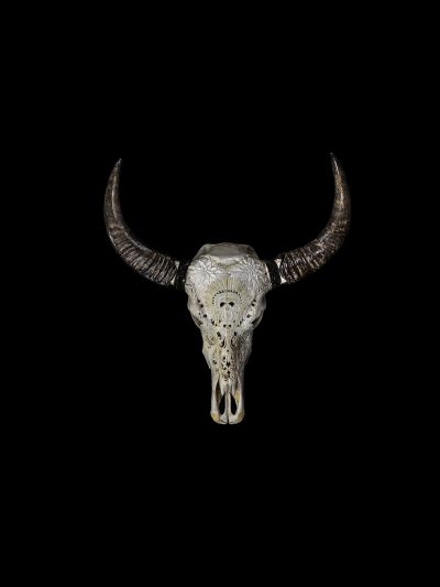 Tête de Buffle Memento Mori