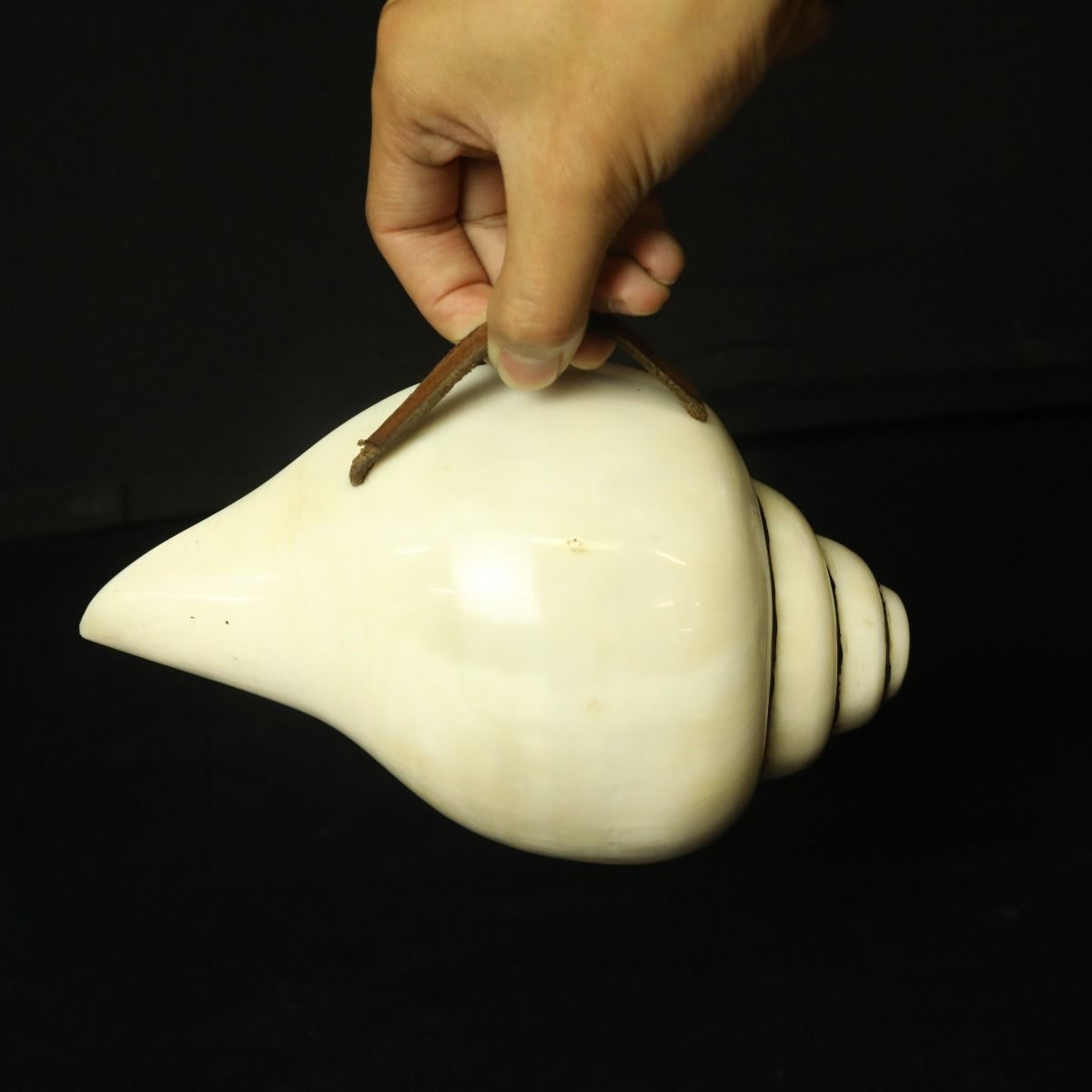 Conque Tibétaine Blanche