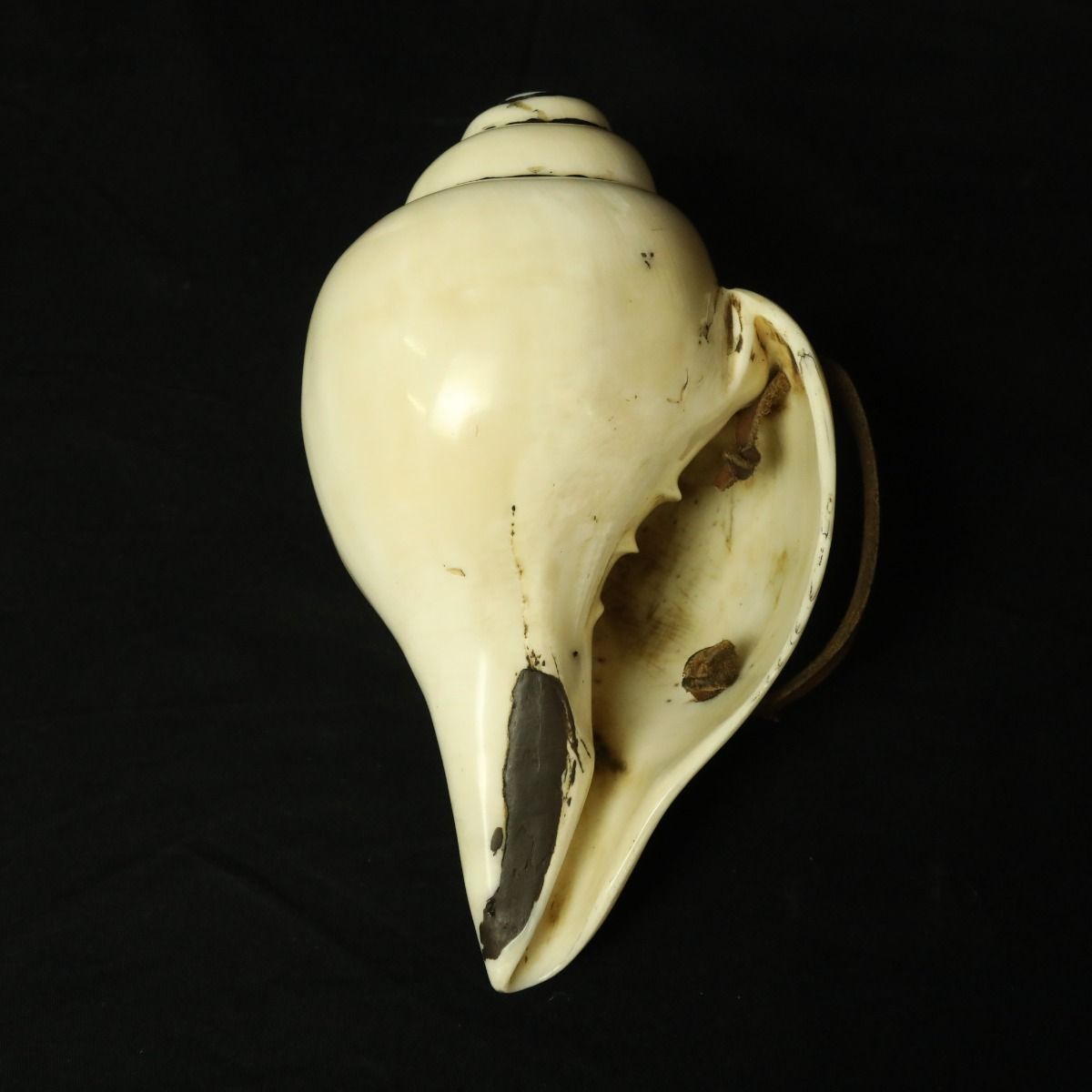 Conque Tibétaine