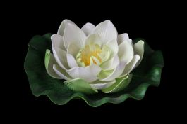 Lotus 10cm