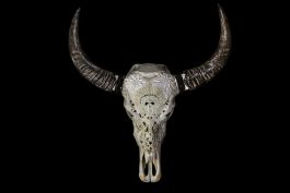 Tête de Buffle Memento Mori