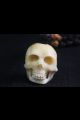 Rudraksha lave Tête de mort