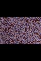 Batik Mega Mendung - Bordeaux