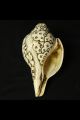 conque tibétaine ganesh à 5 tête mes indes galantes