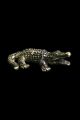 Crocodile