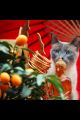 jonc bouddhiste orange paris mes indes galantes