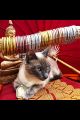JONC BOUDDHISTE PAS CHER PARIS MES INDES GALANTES