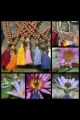 KAMALA MALA PIERRE CHAKRA MES INDES GALANTES PARIS 75004